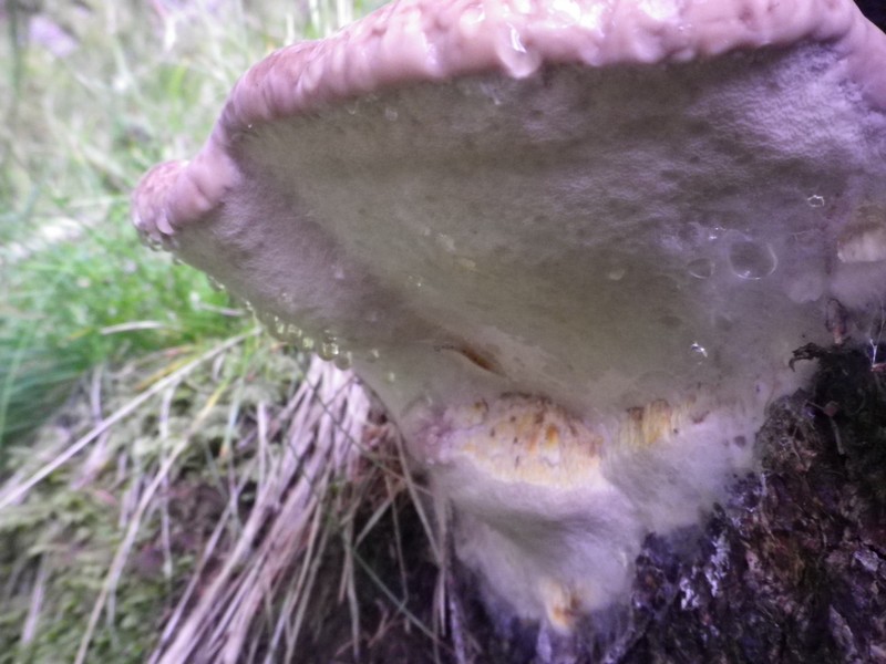 Val di Fiemme (Fomitopsis pinicola)